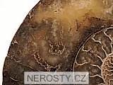 amonit, cleoniceras sp.