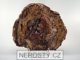 zkamenělé dřevo