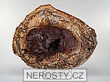 zkamenělé dřevo