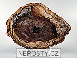 zkamenělé dřevo